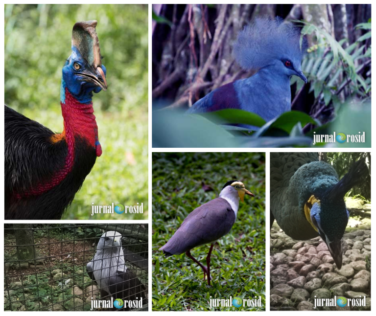Beberapa Jenis Burung di Taman Burung TMII